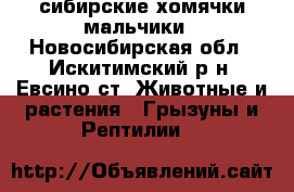 сибирские хомячки мальчики - Новосибирская обл., Искитимский р-н, Евсино ст. Животные и растения » Грызуны и Рептилии   